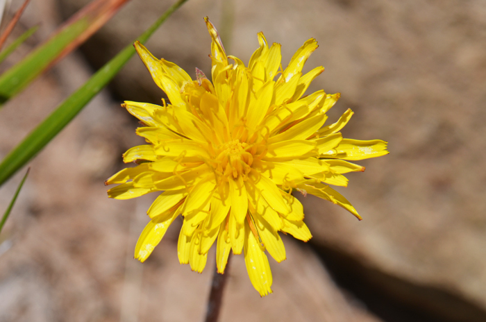 Pale Agoseris has yellow flowers consisting of entirely of “ligulate” disk florets, completing without ray florets. This species blooms from May to October throughout its large geographic range. Agoseris glauca